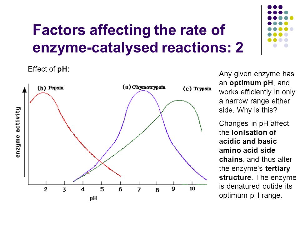 Factors affecting the rate of enzyme